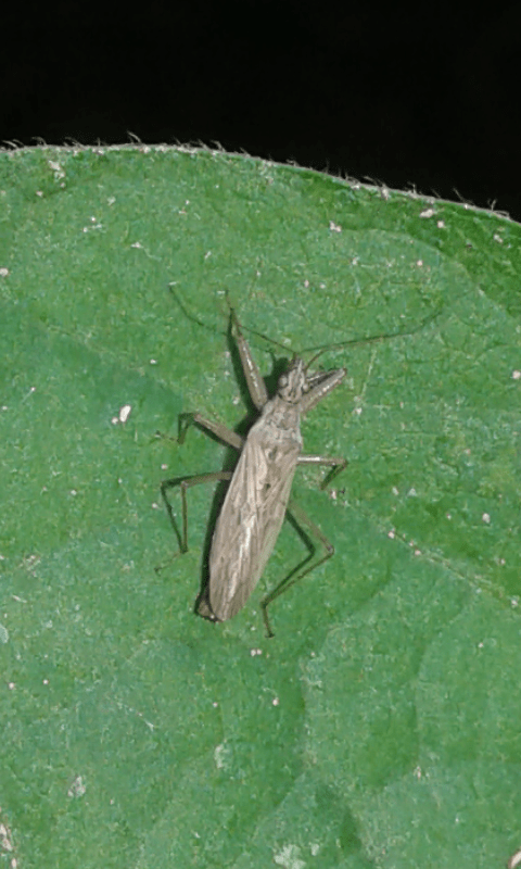 Nabis sp. (Nabidae)?  S